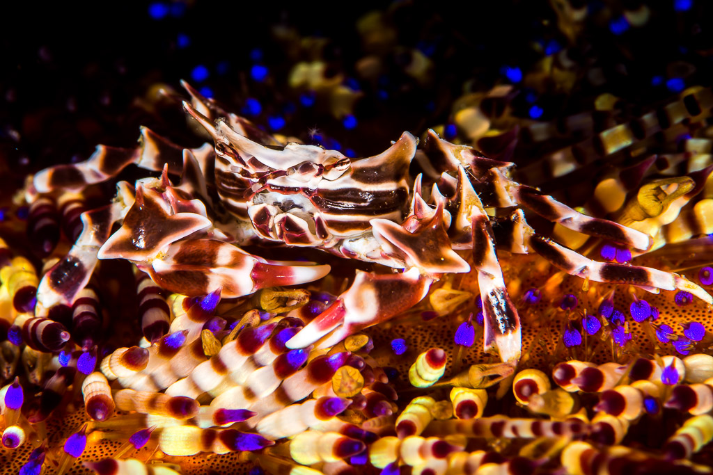 Zebra crab clinging among fire urchin spines, Puerto Galera, Mindoro, Philippines