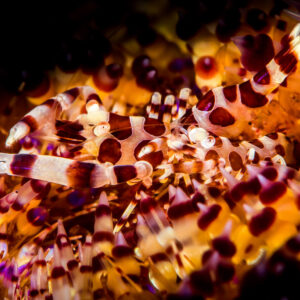 Couple de crevettes de Coleman dans une zone dégagée d’un oursin de feu, Puerto Galera, Mindoro, Philippines