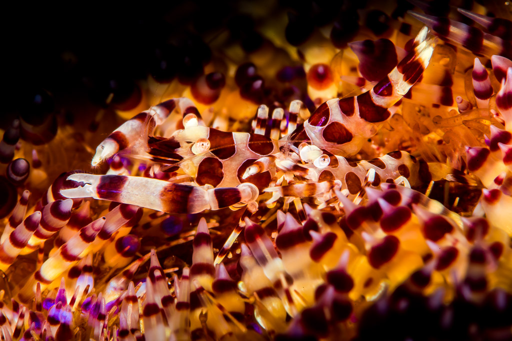 Couple de crevettes de Coleman dans une zone dégagée d’un oursin de feu, Puerto Galera, Mindoro, Philippines