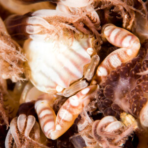 Striped porcelain crab nestled among sea pen polyps, Puerto Galera, Mindoro, Philippines