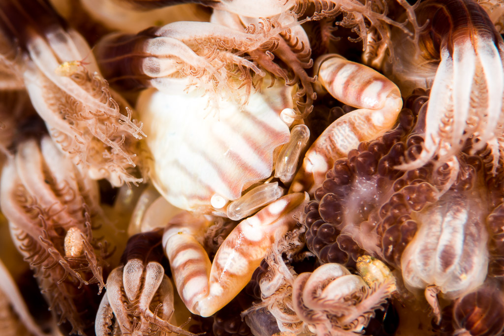 Striped porcelain crab nestled among sea pen polyps, Puerto Galera, Mindoro, Philippines