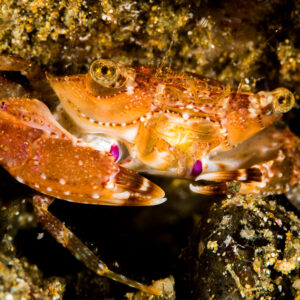 Orange swimming crab with purple-tipped claws among rubble, Puerto Galera, Mindoro, Philippines