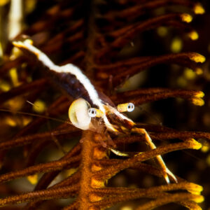 Crinoid shrimp with parasitic isopod bulge on a dark feather star, Puerto Galera, Mindoro, Philippines