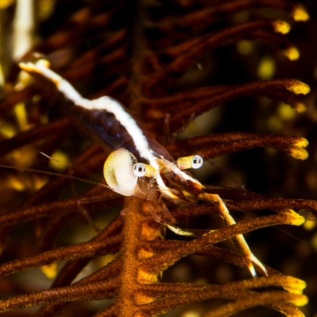 Crinoid shrimp with parasitic isopod bulge on a dark feather star, Puerto Galera, Mindoro, Philippines