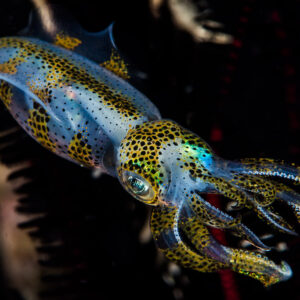 Bigfin reef squid with arms pointed toward camera, three-quarter view, Puerto Galera, Mindoro, Philippines