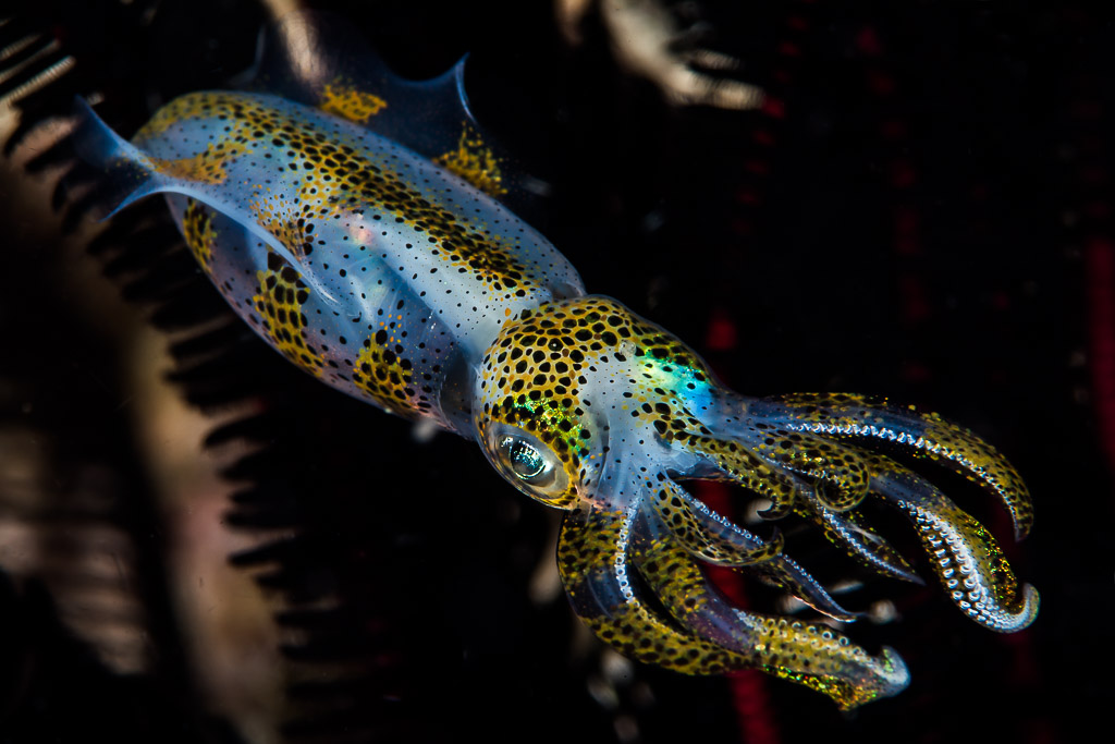 Bigfin reef squid with arms pointed toward camera, three-quarter view, Puerto Galera, Mindoro, Philippines