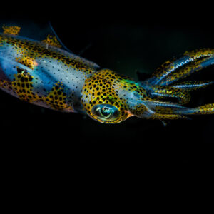 Bigfin reef squid in horizontal profile, spotted mantle on black, Puerto Galera, Mindoro, Philippines
