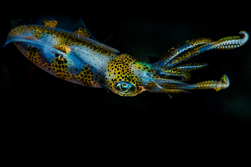Bigfin reef squid in horizontal profile, spotted mantle on black, Puerto Galera, Mindoro, Philippines