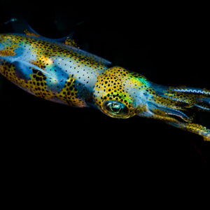 Bigfin reef squid gliding right with curled arm tips, black background, Puerto Galera, Mindoro, Philippines