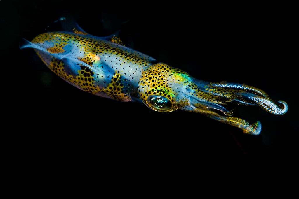 Bigfin reef squid gliding right with curled arm tips, black background, Puerto Galera, Mindoro, Philippines
