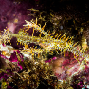 Ornate ghost pipefish hovering beside purple sponge, Puerto Galera, Mindoro, Philippines