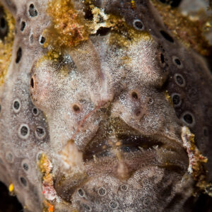 Gros plan vertical sur un poisson-crapaud peint gris à taches sombres, Puerto Galera, Mindoro, Philippines