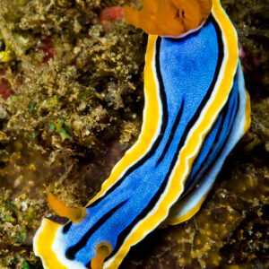 Anna's chromodoris nudibranch curving across algae, vertical top view, Puerto Galera, Mindoro, Philippines