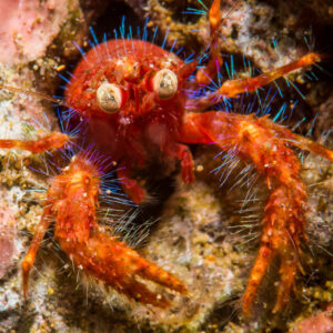 Red hairy squat lobster with blue setae and bulging eyes, vertical, Puerto Galera, Mindoro, Philippines