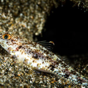 Speckled goby resting on dark volcanic sand, Puerto Galera, Mindoro, Philippines
