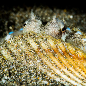 Coconut octopus peeking out from behind a cockle shell, Puerto Galera, Mindoro, Philippines