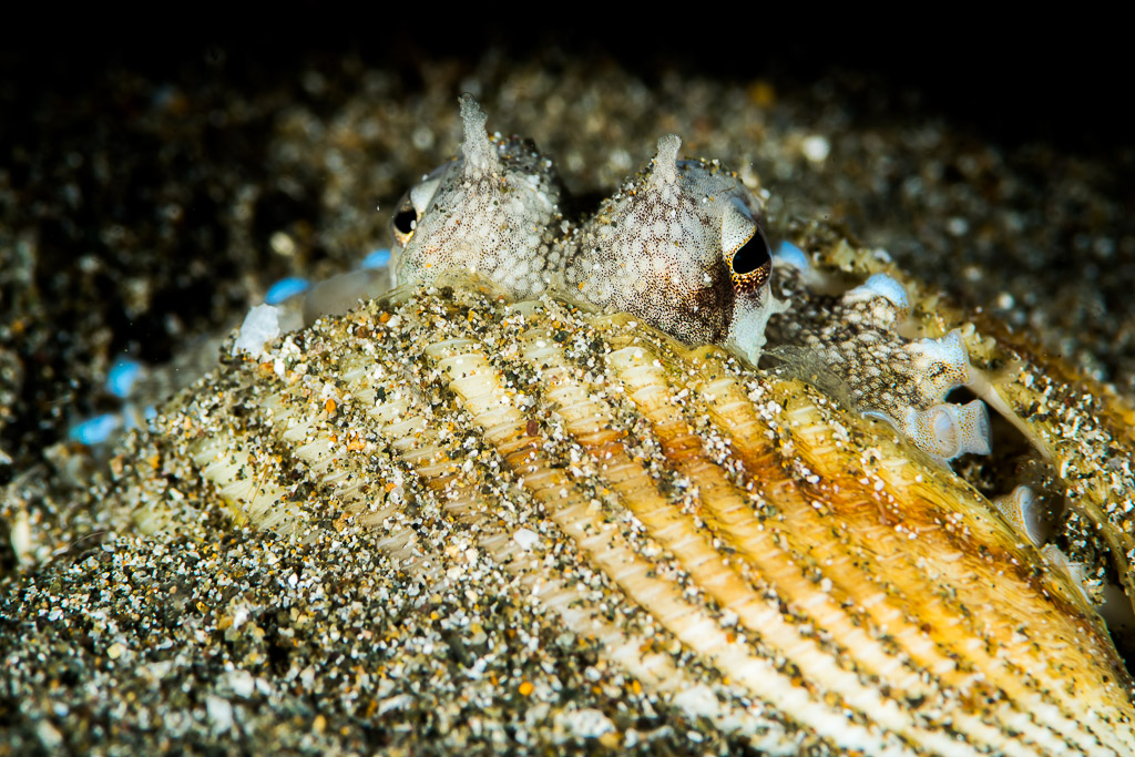 Coconut octopus peeking out from behind a cockle shell, Puerto Galera, Mindoro, Philippines