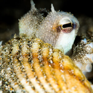 Coconut octopus eye close-up above the rim of a ribbed shell, Puerto Galera, Mindoro, Philippines