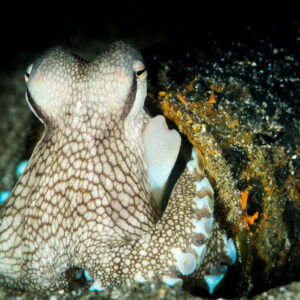 Coconut octopus emerging from a dark half-buried shell, Puerto Galera, Mindoro, Philippines
