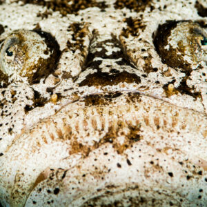 Uranoscope enfoui dans le sable, vue de face des yeux et de la bouche, Puerto Galera, Mindoro, Philippines
