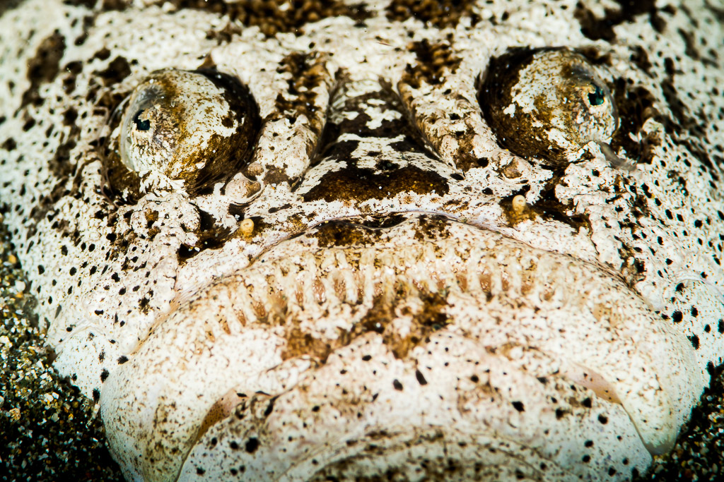 Stargazer buried in sand, face-on view of eyes and mouth, Puerto Galera, Mindoro, Philippines