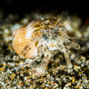 Bernard-l’ermite dans une coquille rayée marchant sur le sable, Puerto Galera, Mindoro, Philippines