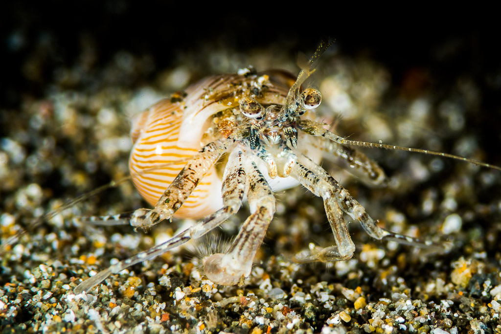 Hermit crab in a striped shell walking on sand, Puerto Galera, Mindoro, Philippines