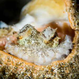 Coconut octopus tucked inside an open shell, eyes raised, Puerto Galera, Mindoro, Philippines