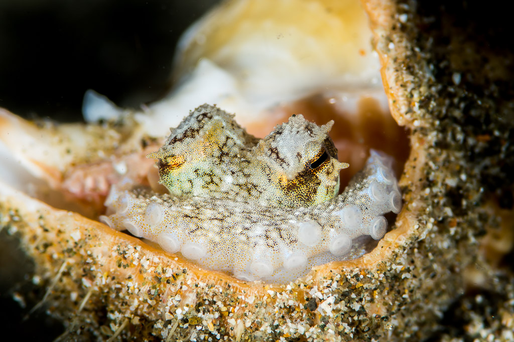Coconut octopus tucked inside an open shell, eyes raised, Puerto Galera, Mindoro, Philippines