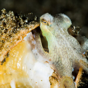 Coconut octopus crawling out of a large conch shell, Puerto Galera, Mindoro, Philippines