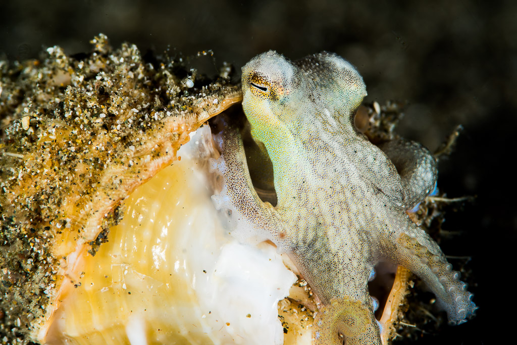 Coconut octopus crawling out of a large conch shell, Puerto Galera, Mindoro, Philippines