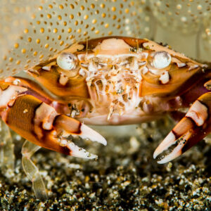 Swimming crab under a pale anemone fringe, front view, Puerto Galera, Mindoro, Philippines