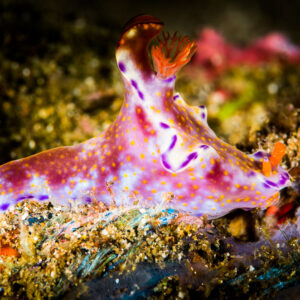 Ceratosoma tenue nudibranch, pink with purple spots, raised horn, Puerto Galera, Mindoro, Philippines
