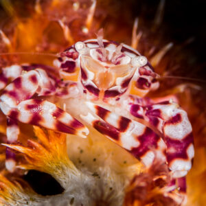 Harlequin-patterned crab among orange spiny polyps, Puerto Galera, Mindoro, Philippines