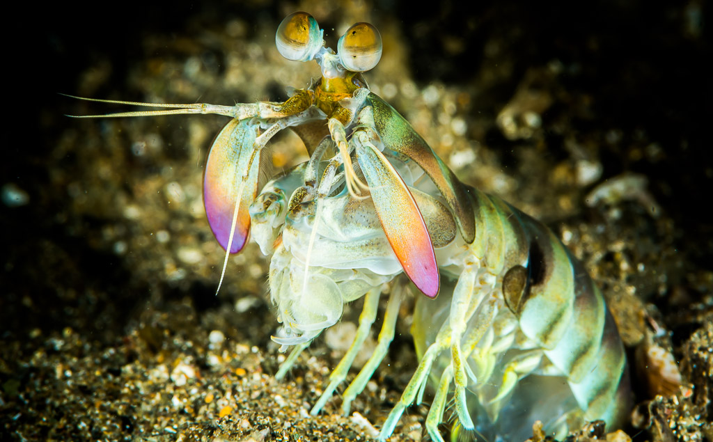 Pastel mantis shrimp standing upright on sand, front view, Puerto Galera, Mindoro, Philippines