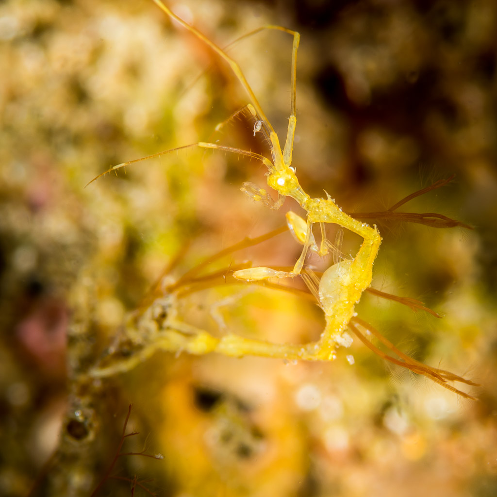 Caprelle jaune sur des algues, vertical, Puerto Galera, Mindoro, Philippines