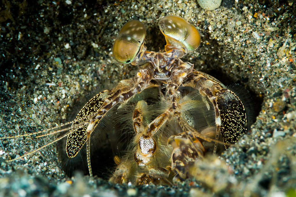 Mantis shrimp peering from a sand burrow, eyes and claws visible, Puerto Galera, Mindoro, Philippines