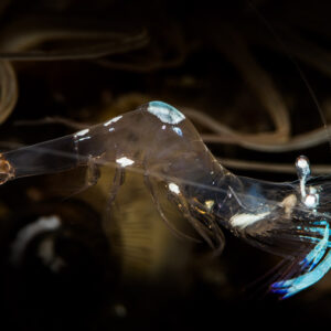 Transparent magnificent anemone shrimp with blue-white markings on black, Puerto Galera, Mindoro, Philippines