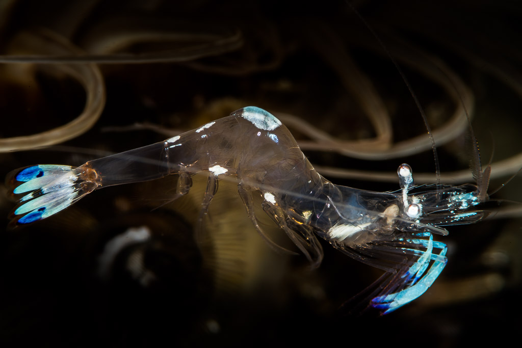 Transparent magnificent anemone shrimp with blue-white markings on black, Puerto Galera, Mindoro, Philippines