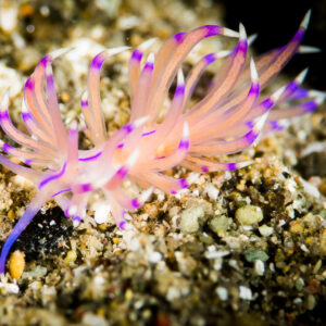 Aeolid nudibranch with pink cerata tipped in purple on sand, Puerto Galera, Mindoro, Philippines