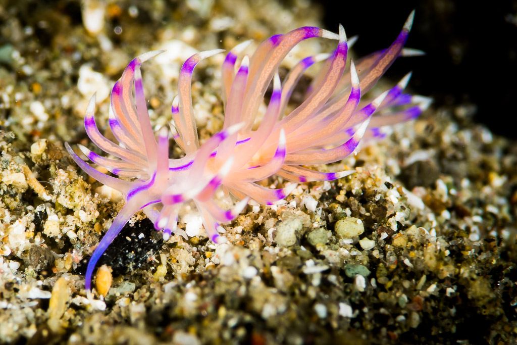 Aeolid nudibranch with pink cerata tipped in purple on sand, Puerto Galera, Mindoro, Philippines