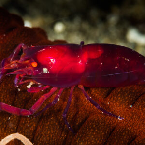 Crevette rouge sur une holothurie brun-rouge, de profil, Puerto Galera, Mindoro, Philippines