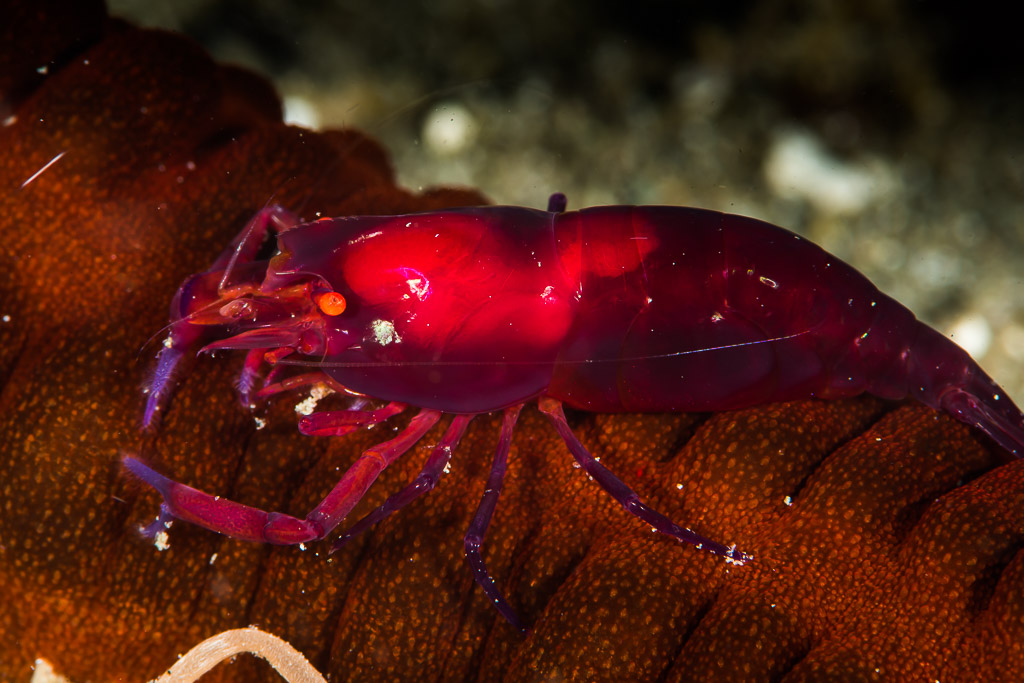 Red shrimp on a reddish-brown sea cucumber, side view, Puerto Galera, Mindoro, Philippines
