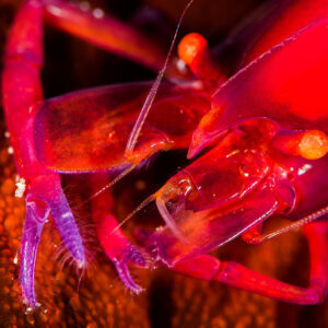 Gros plan sur la tête et les pinces d’une crevette rouge sur une holothurie, Puerto Galera, Mindoro, Philippines