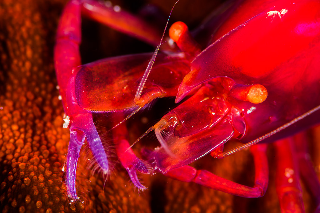 Gros plan sur la tête et les pinces d’une crevette rouge sur une holothurie, Puerto Galera, Mindoro, Philippines