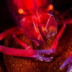 Crevette rouge vue de face, pattes écartées sur une holothurie, Puerto Galera, Mindoro, Philippines