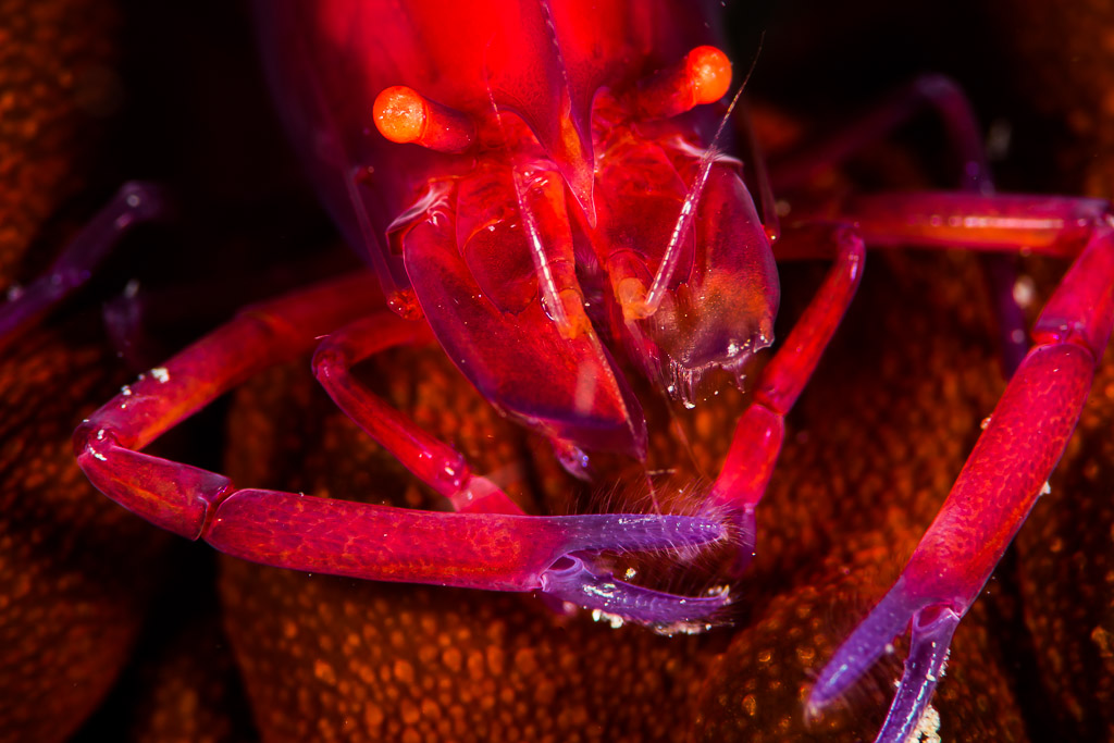Red shrimp front view with legs spread over sea cucumber, Puerto Galera, Mindoro, Philippines