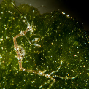 Caprelle translucide sur algue verte, vertical, Puerto Galera, Mindoro, Philippines