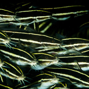 Juvenile striped eel catfish packed in a moving school, Puerto Galera, Mindoro, Philippines
