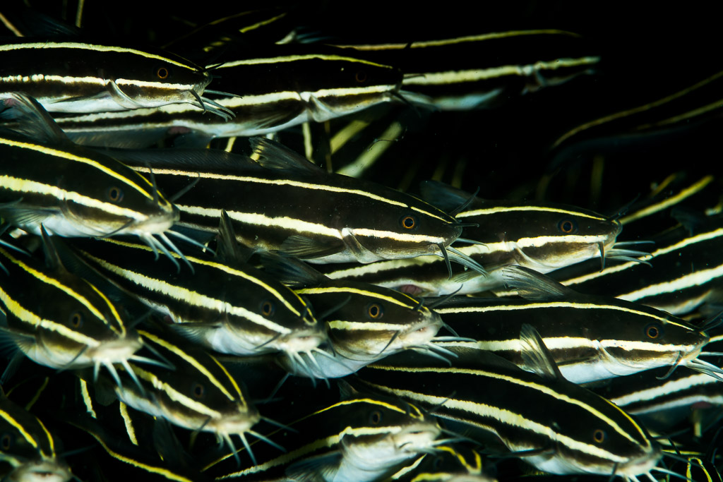 Juvenile striped eel catfish packed in a moving school, Puerto Galera, Mindoro, Philippines